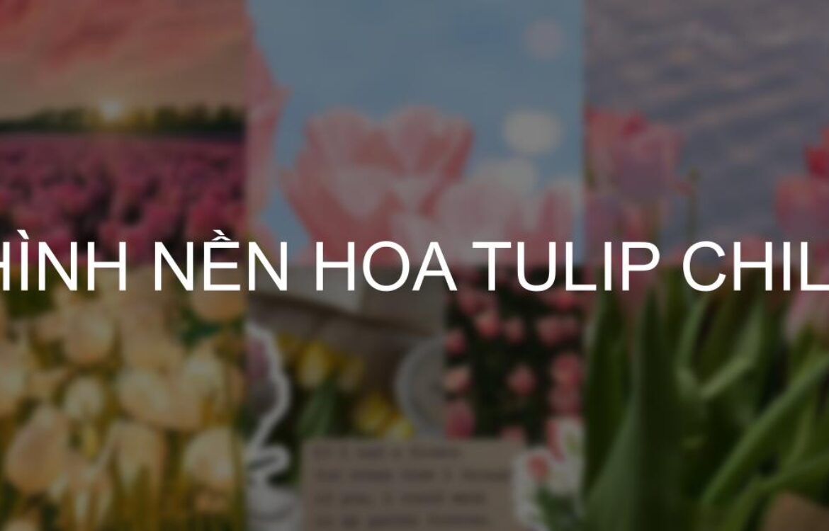 Tải ngay 101+ hình nền hoa Tulip Full HD, 4k sắc nét đẹp nhất 2025