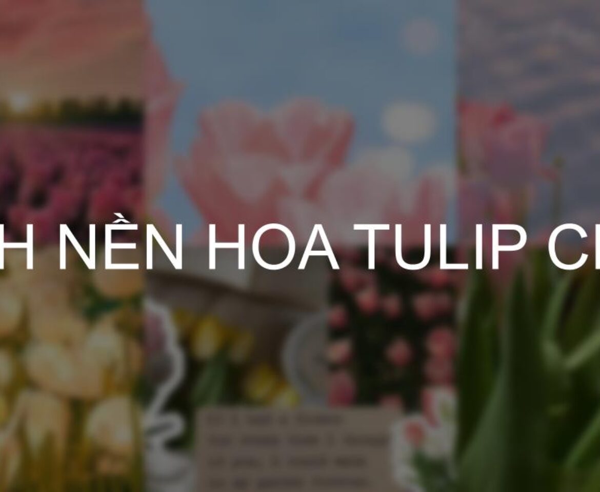 Tải ngay 101+ hình nền hoa Tulip Full HD, 4k sắc nét đẹp nhất 2025