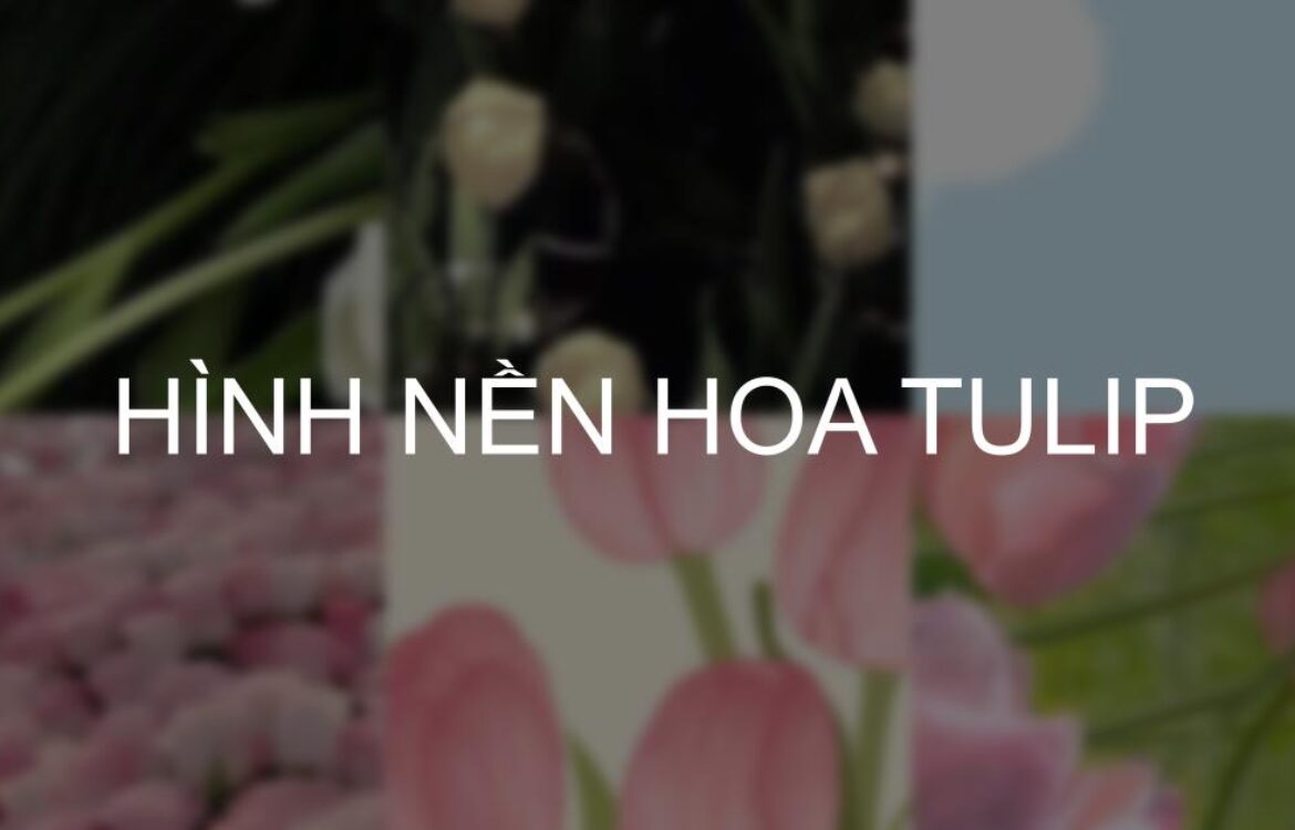 Tải ngay 599+ hình nền hoa tulip chill, cute cho điện thoại